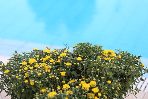 Στούντιο  Sunflower Ζάκυνθος